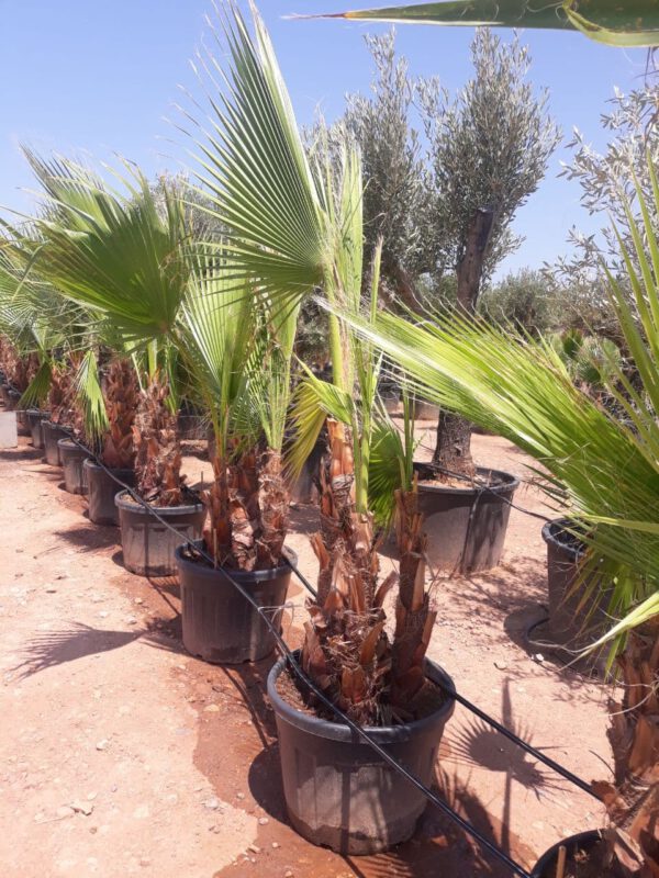 WHM70 Washingtonia robusta Multitrunk de -