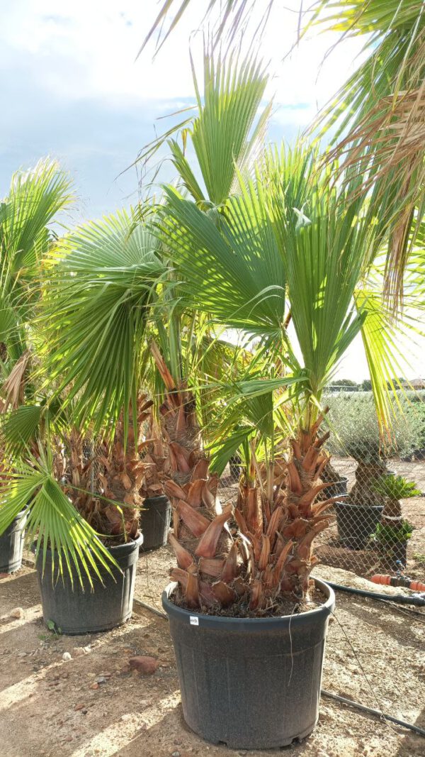 WHM80 Washingtonia robusta Multitrunk de 80/100 ↕