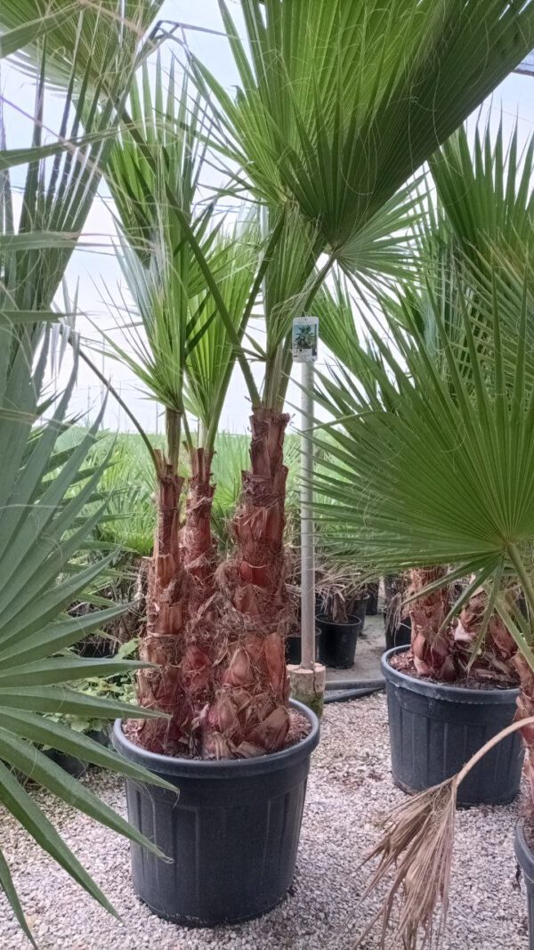 WHM90 Washingtonia robusta Multitrunk de -