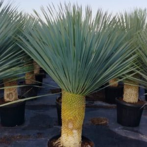 Yucca Rostrata