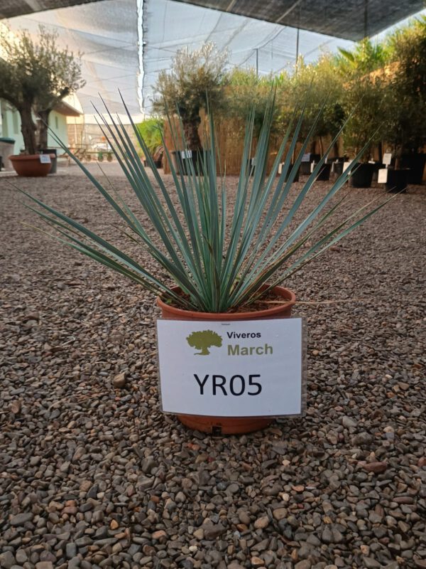 YR005 Yucca Rostrata Simple trunk de -