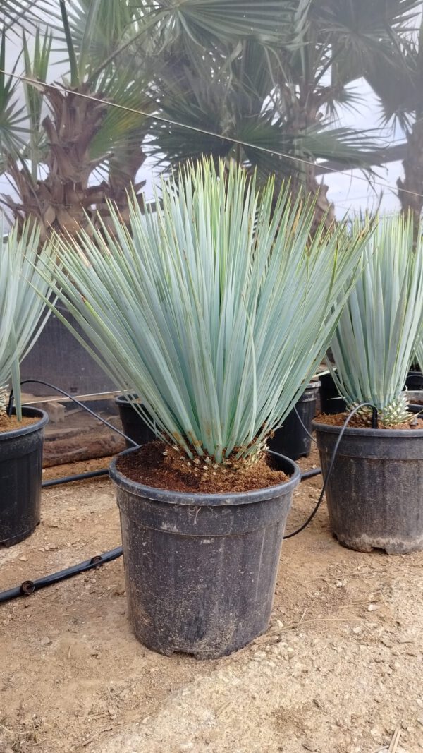 YR015 Yucca Rostrata Simple trunk de -