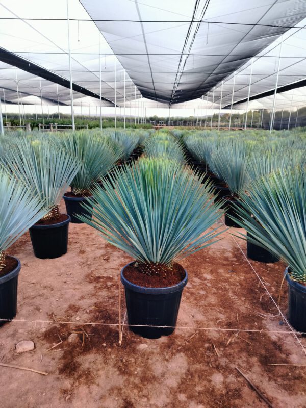 YR020 Yucca Rostrata Simple trunk de -