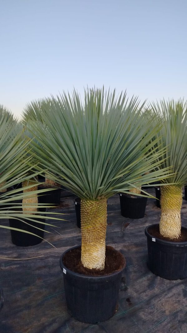 YRT050 Yucca Rostrata Simple trunk TR de 50-60