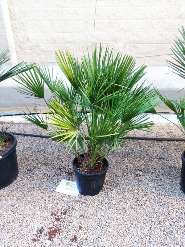 CH15 Chamaerops Humilis  Simple trunk de -