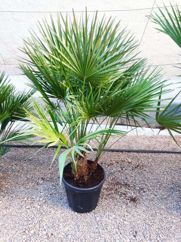 CH25 Chamaerops Humilis Simple trunk de -