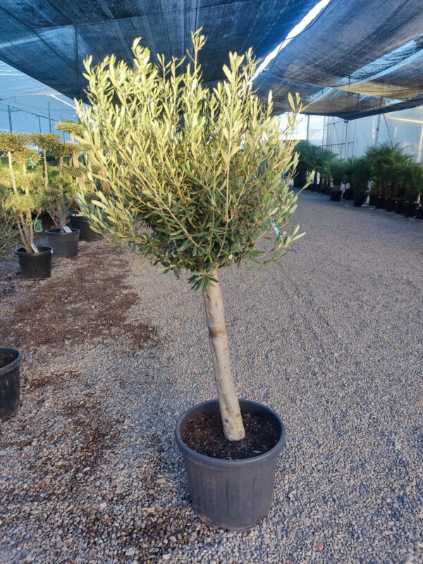 ONB18 Olea Europaea 1/4 trunk de 18/20 Ø