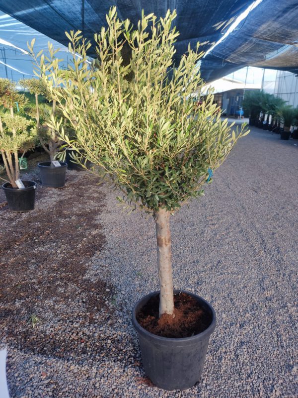 ONB20 Olea Europaea 1/4 trunk  de 20/25 Ø