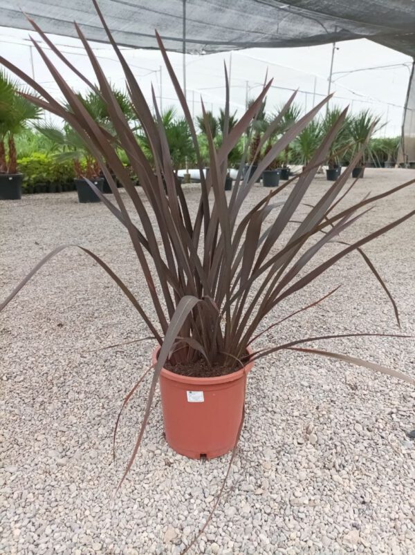 PH10P Phormium Tenax Purpurea de -