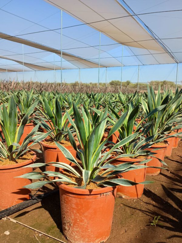 YG10 Yucca Gloriosa - de -