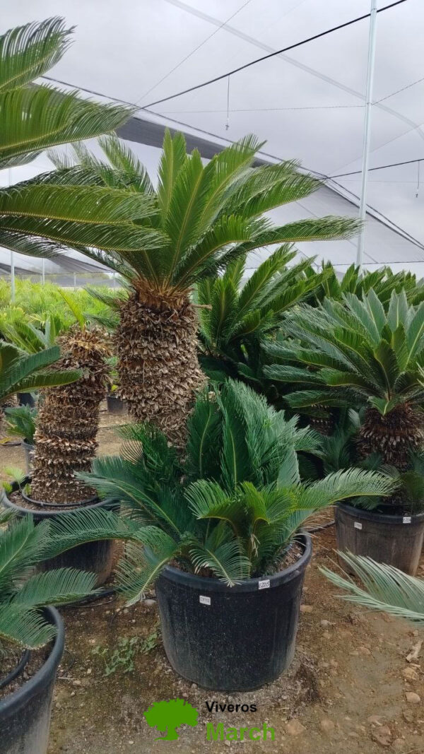 CY110 Cycas Revoluta - de 110/+