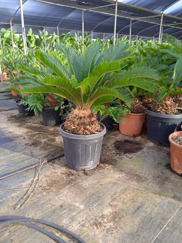 CY15 Cycas Revoluta - de 10/15 ↕