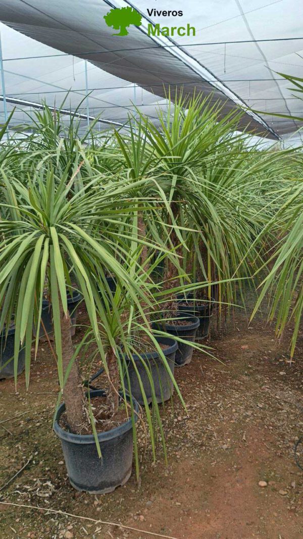 DRA20 Dracaena indivisa Simple trunk de -