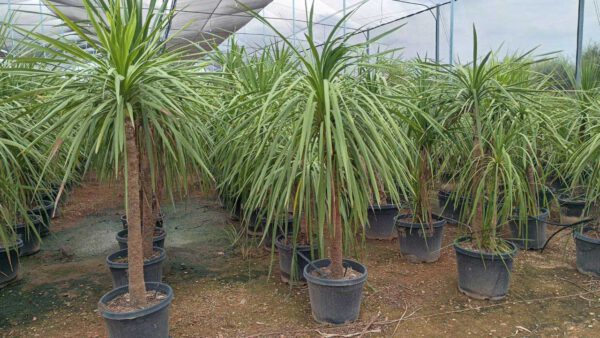 DRA35 Dracaena indivisa Simple trunk de -