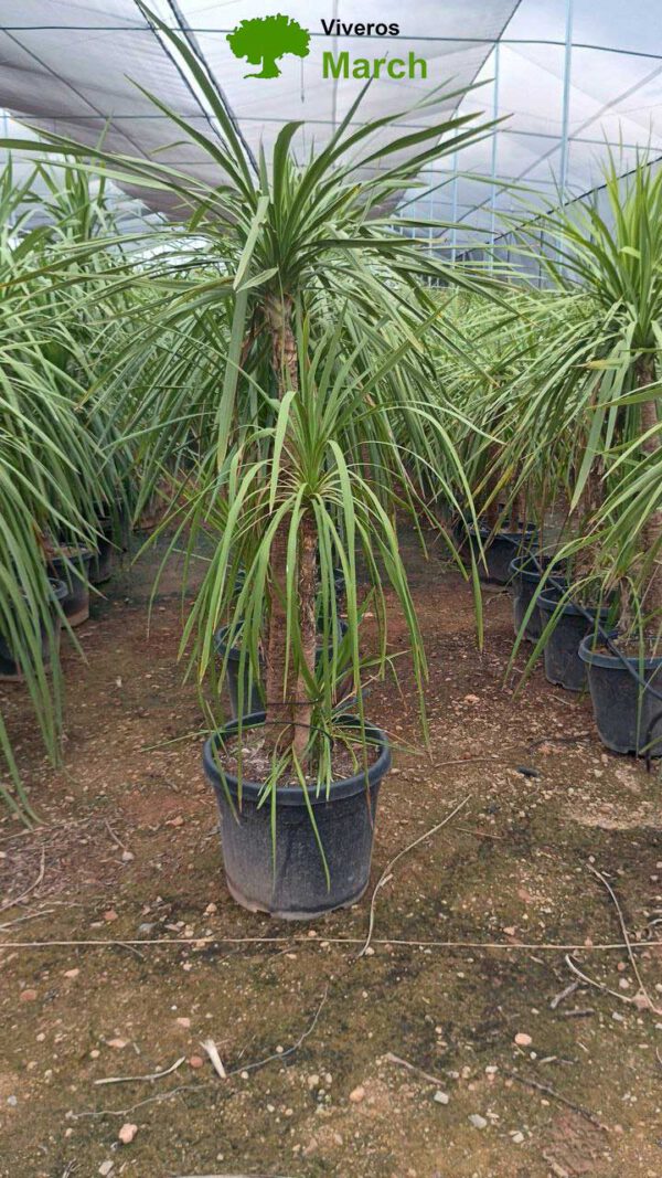 DRA45 Dracaena indivisa Simple trunk de -