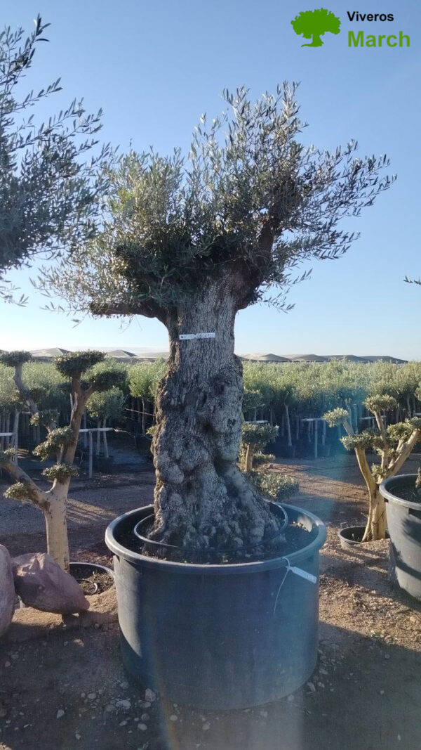 OBCA120 Olea Europaea Bonsai High de 120/140 Ø