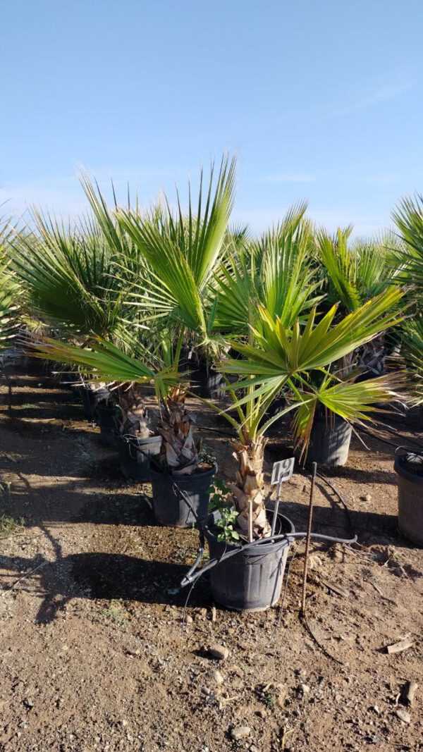 WH30 Washingtonia robusta Simple trunk de 30/40 ↕