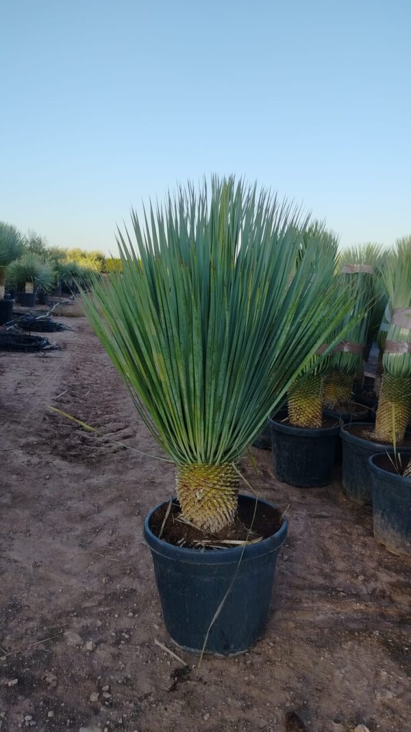 YR010 Yucca Rostrata Simple trunk de -