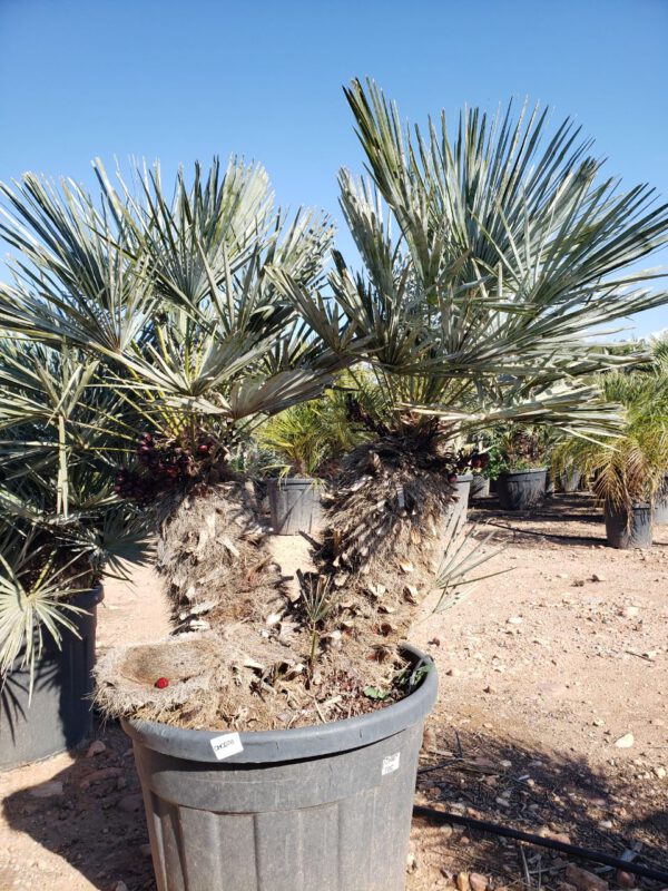 CHCD70 Chamaerops Humilis Cerífera Double trunk de 50/70  ↕
