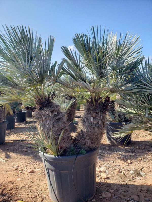 CHCD45 Chamaerops Humilis Cerífera Double trunk de