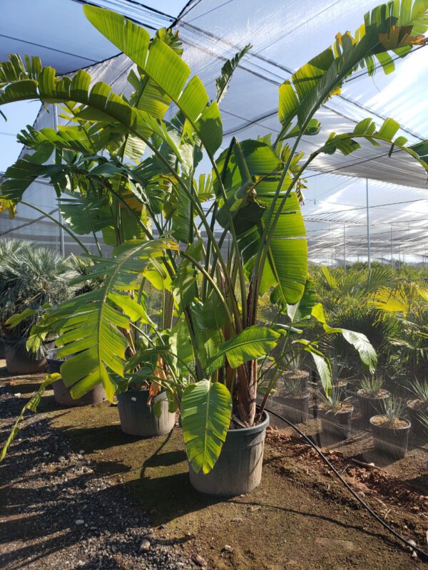 SNM110 Strelitzia Nicolai Multitrunk de -