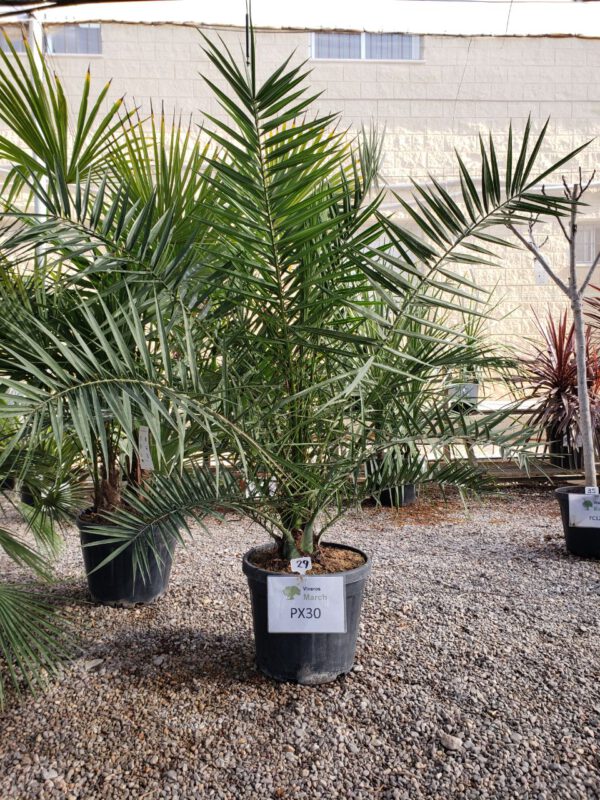 PX30 Phoenix Canariensis Simple trunk de  -